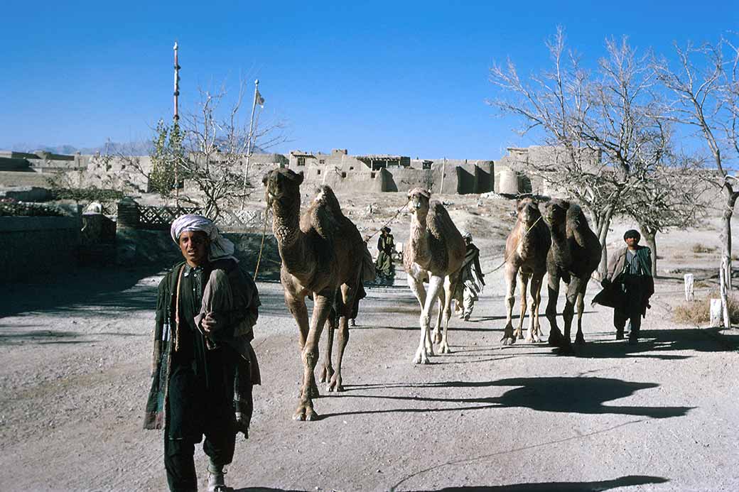 Driving camels