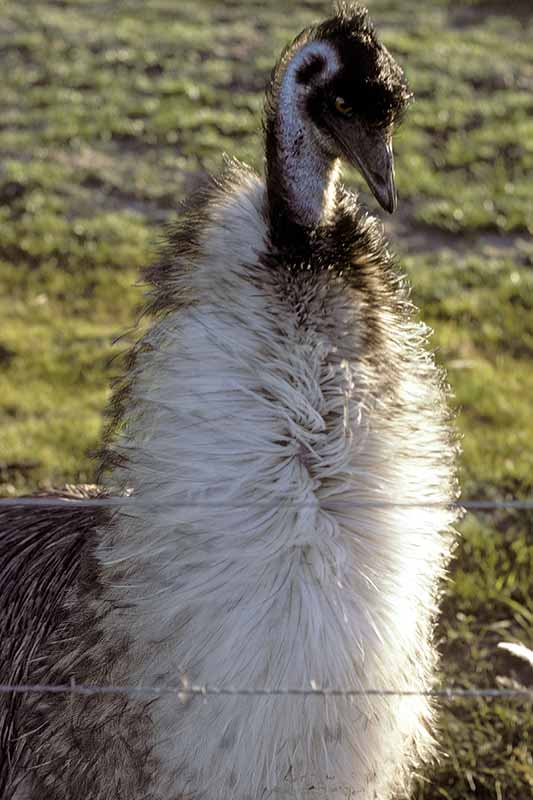 Emu behind fence