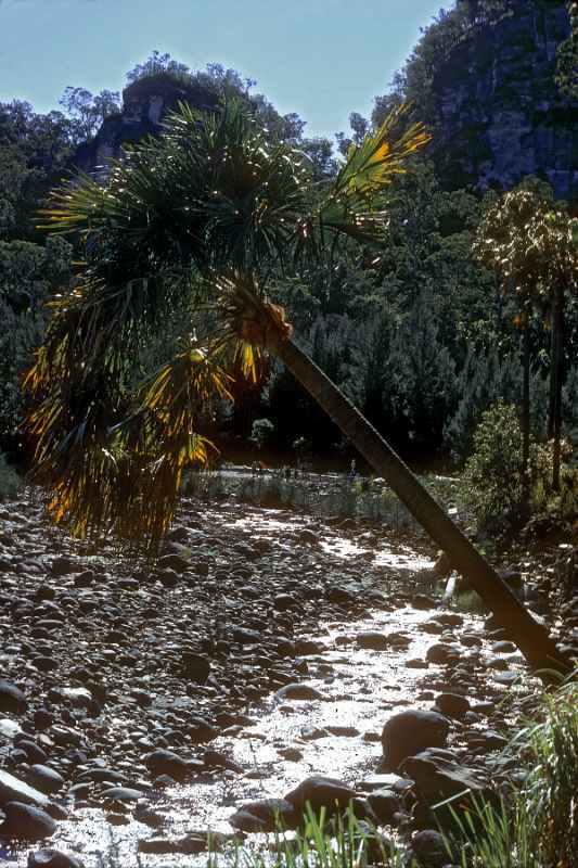Palm, Carnarvon Gorge