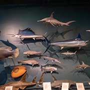 Fish display, Darwin
