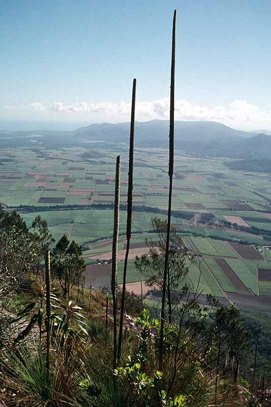 View of the cane fields