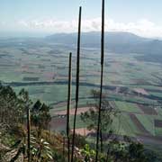 View of the cane fields