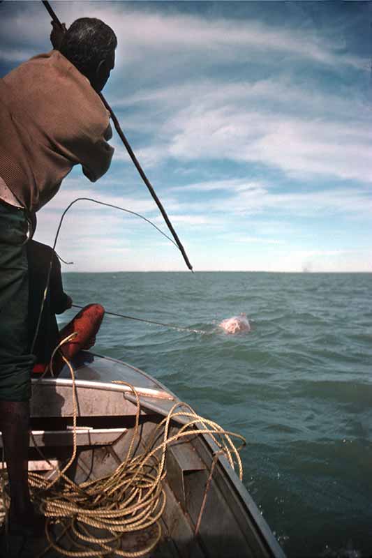 Hunting dugong