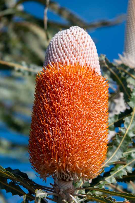Banksia, Kalbarri National Park