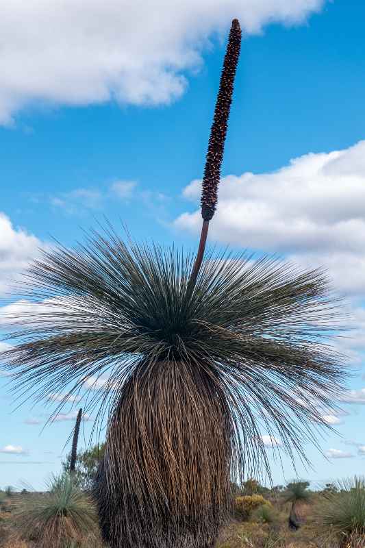 Grass tree, Kalbarri National Park