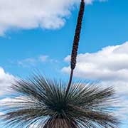Grass tree, Kalbarri National Park