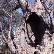 Boab or Baobab tree