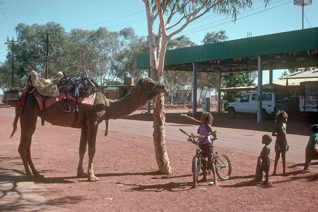 Camel in Lajamanu