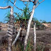 Pandanus palms