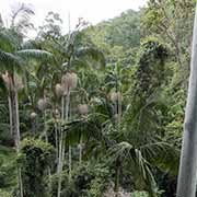 Tamborine Rainforest Skywalk view