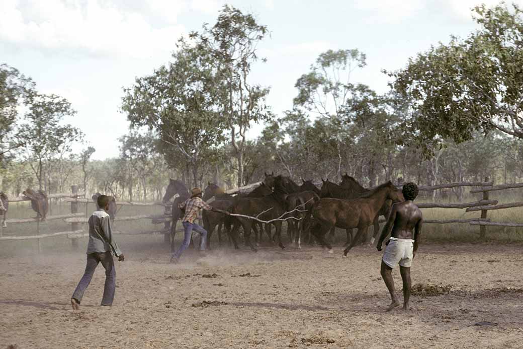 Horses at Wadungula