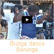 Brolga dance, Barunga