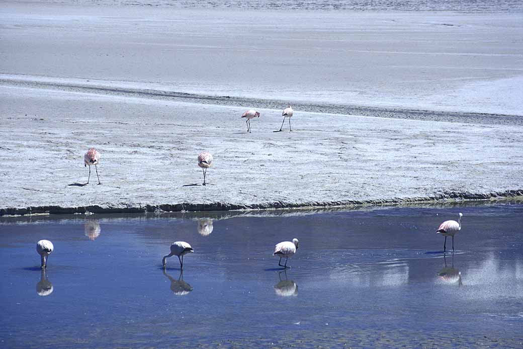 Flamingos, Laguna Cañape