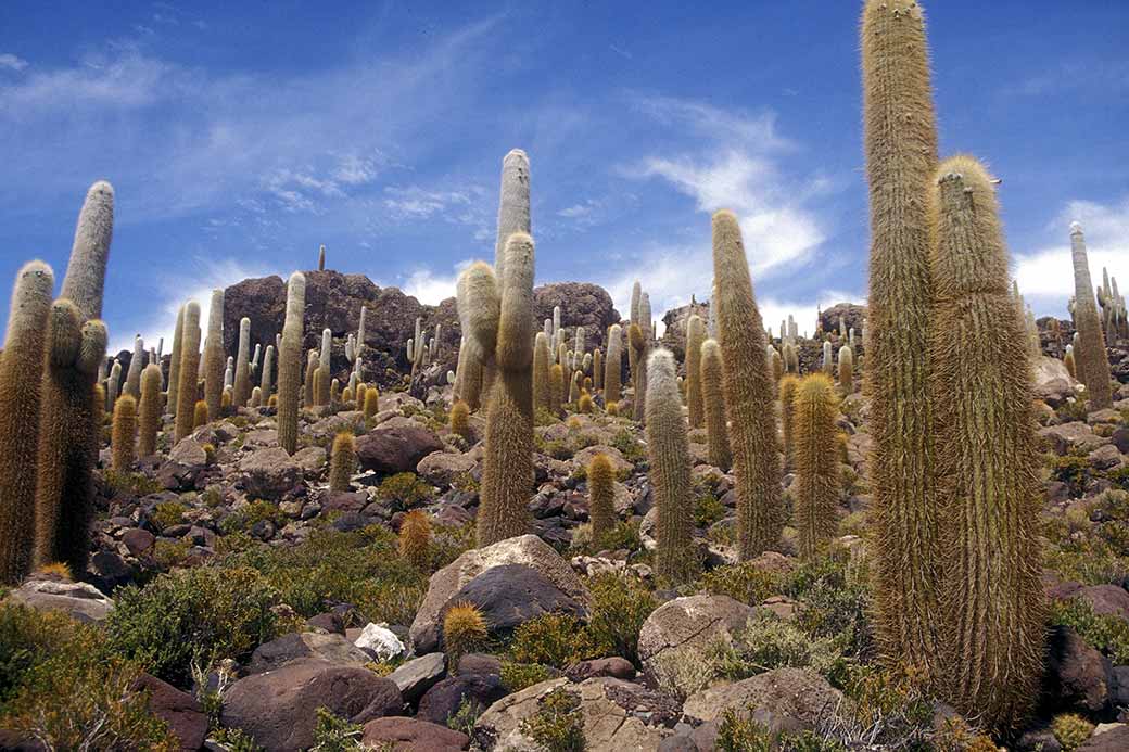 Cacti, Isla de Pescadora