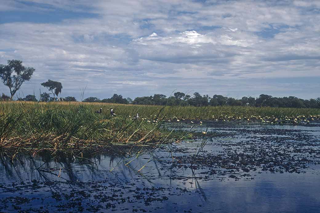 Birdlife, Okavango