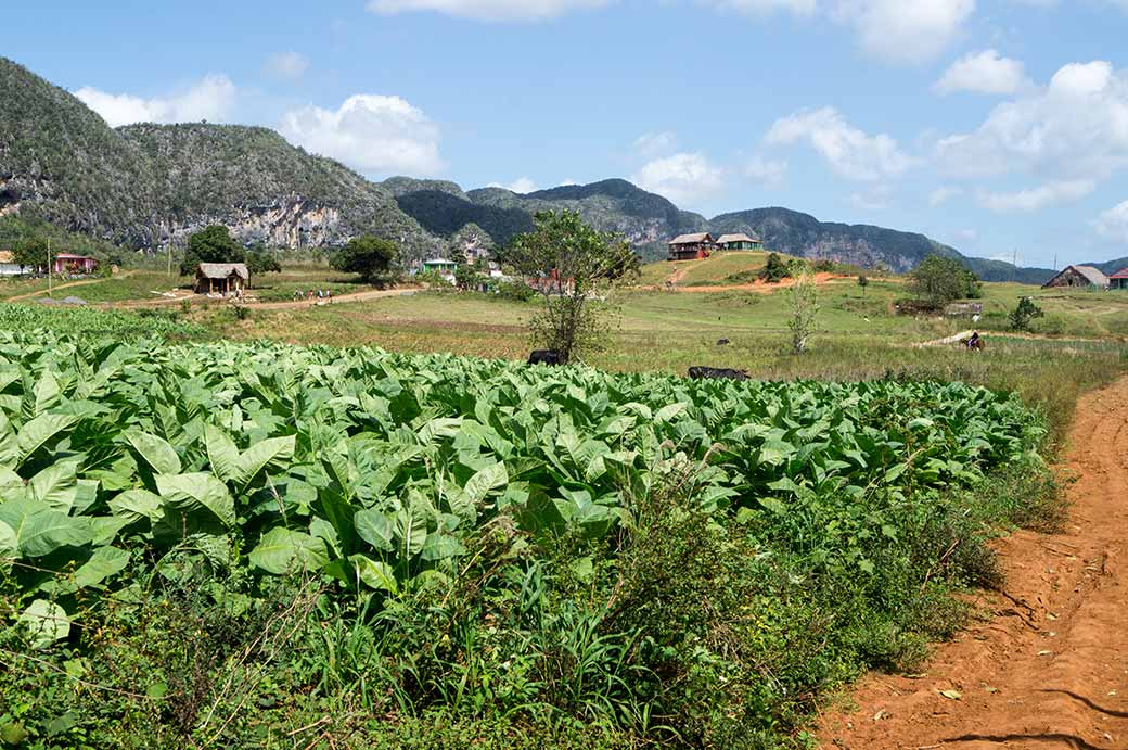 Tobacco field, Parque Nacional Viñales