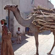Loaded camel