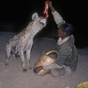 Hyena feeding time