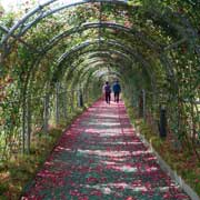 Flower tunnel