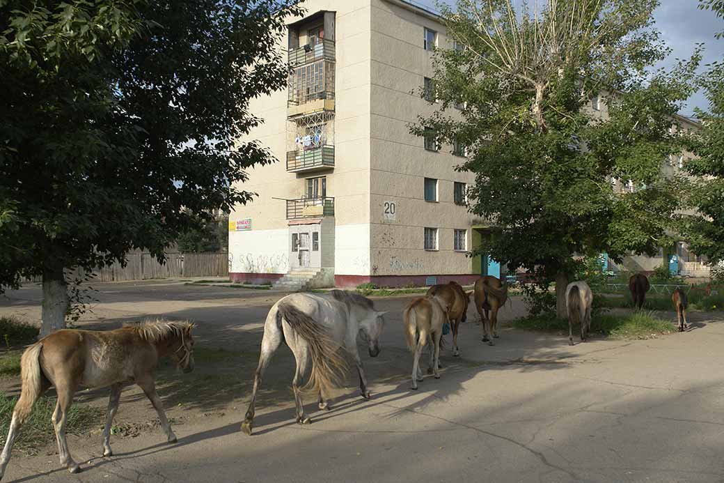 Horses in Darkhan