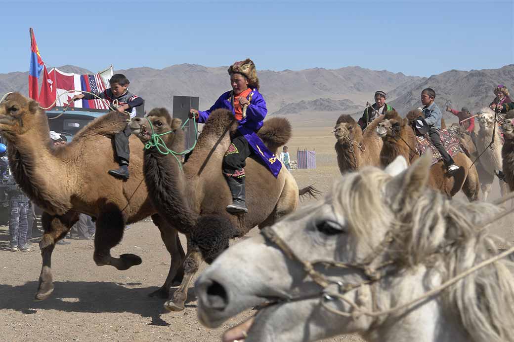 Camel race finish
