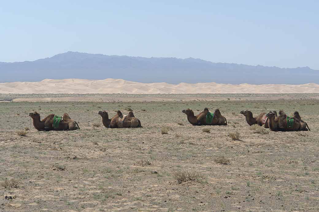 Camels waiting