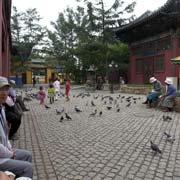 Courtyard with pigeons