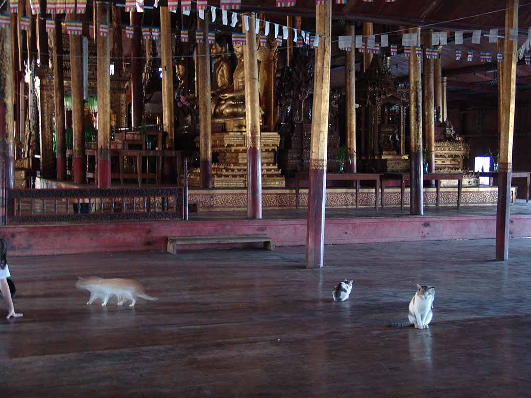 Monastery cats