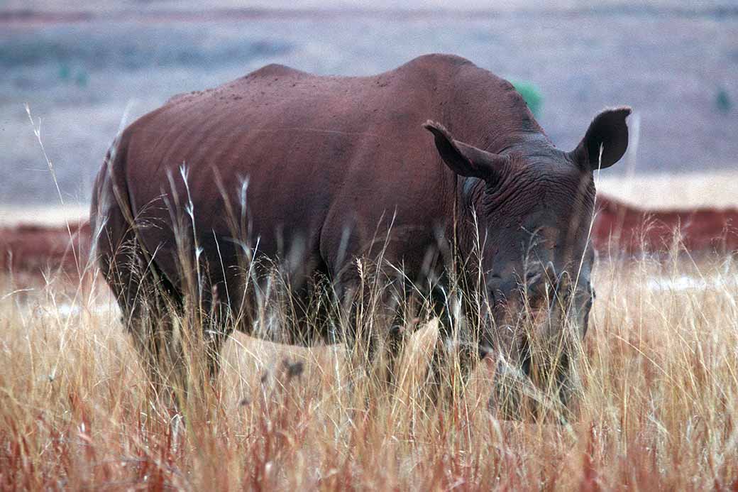 Rhinoceros in Mlilwane