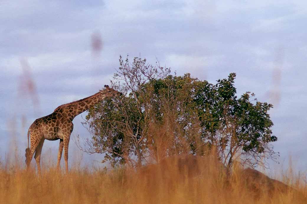 Giraffe in Mlilwane