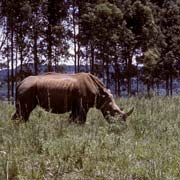 Rhinos of Mlilwane