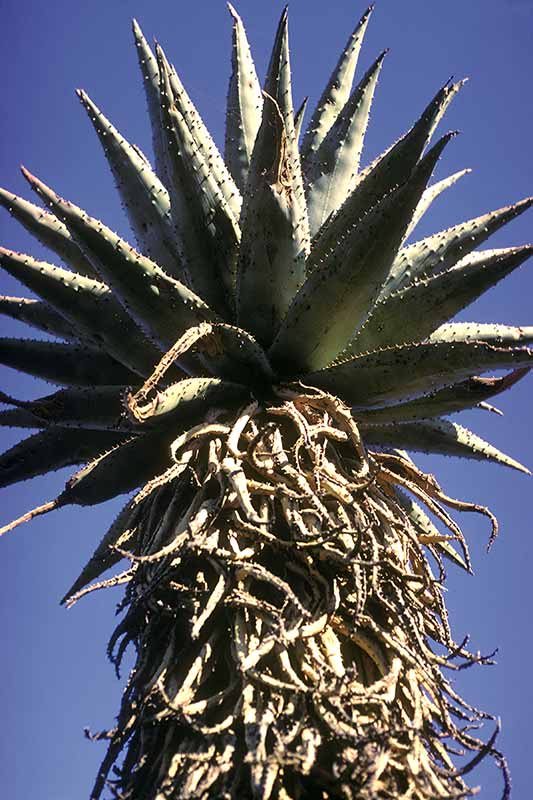 Aloe of the Lowveld