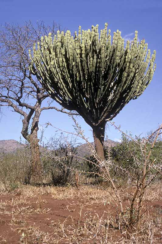 Lowveld vegetation