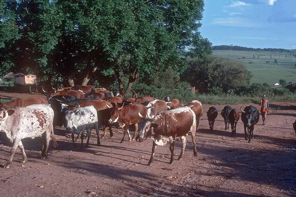 Cattle, Mahlanya
