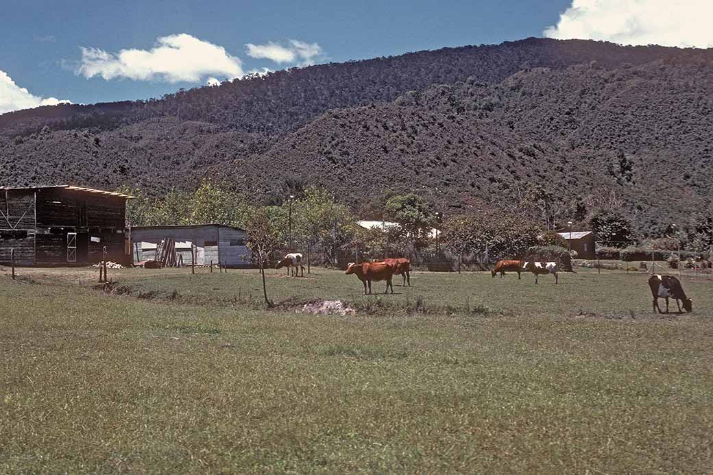 Cattle farm