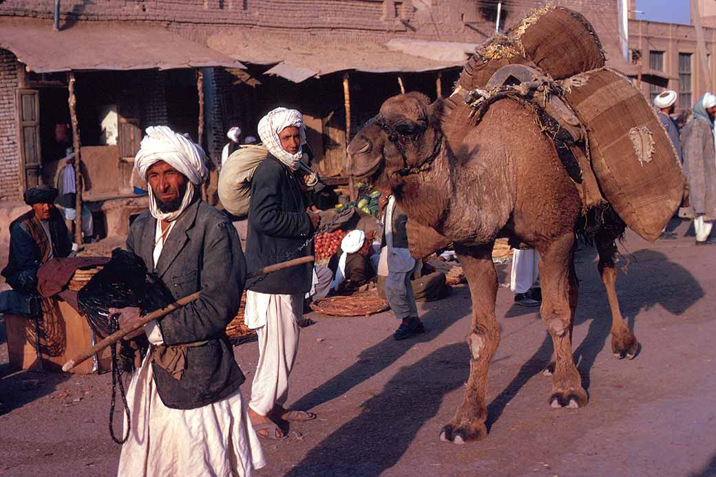 Camel transport
