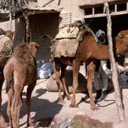 Camels in Herat