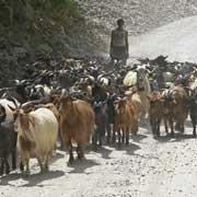 Herding goats