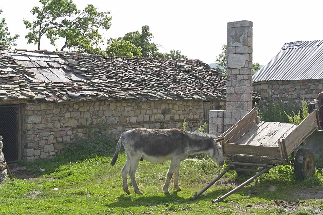Farmyard, Voskopoja