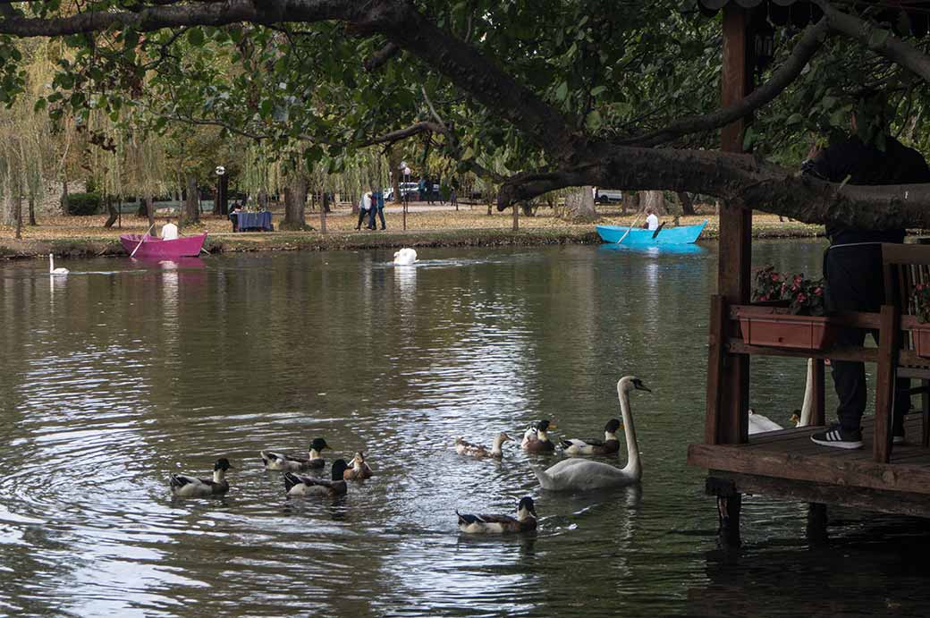 Swans, National Park of Drilon