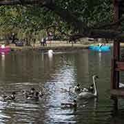 Swans, National Park of Drilon