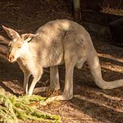 White kangaroo