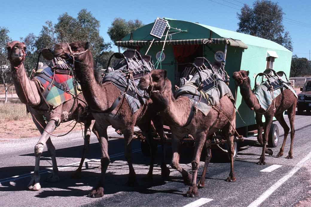 Camel van near Alice Springs