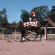 Camel Farm, Alice Springs