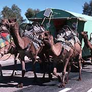 Camel van near Alice Springs