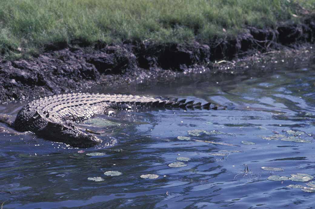 Wild crocodile