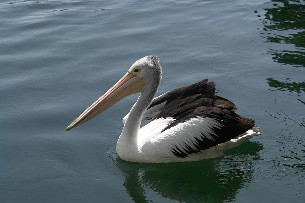 Floating pelican