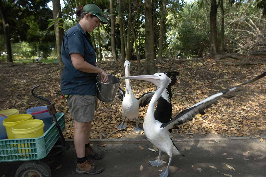 Feeding the pelicans
