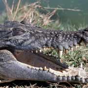 Estuarine crocodile