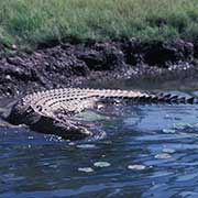 Wild crocodile